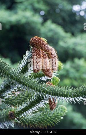 Araucaria Araucana. Affe Puzzle Baum mit männlichen Zapfen Stockfoto