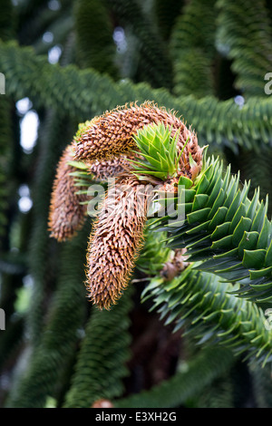 Araucaria Araucana. Affe Puzzle Baum mit männlichen Zapfen Stockfoto