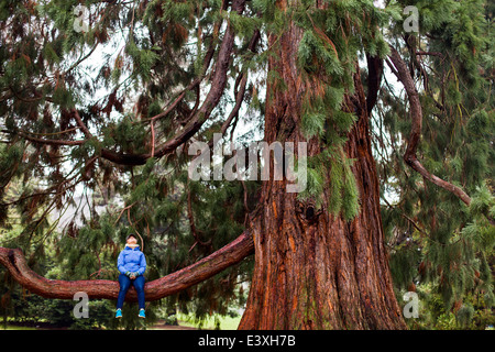 Kaukasische Frau sitzt im Baum Stockfoto