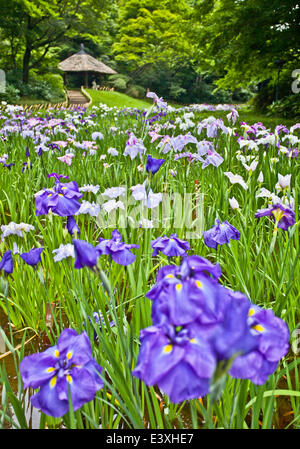 Blumengarten Stockfoto