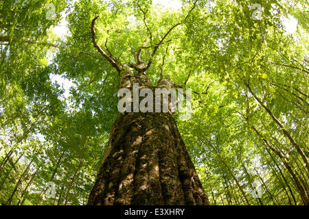 Grün Stockfoto