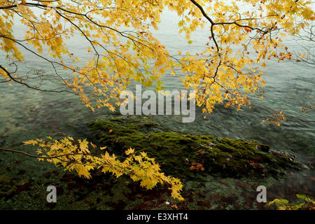 Blätter im Herbst Stockfoto