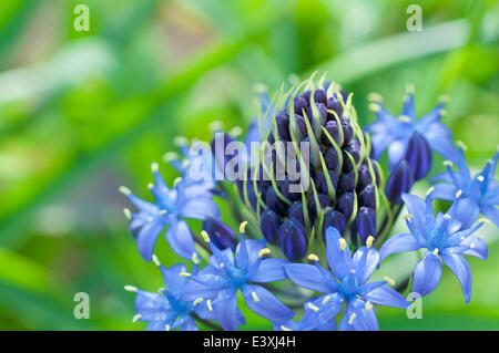 Blume, Nahaufnahme Stockfoto