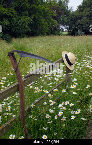 Ochsen-Auge Daises Leucanthemum Vulgare in traditionellen Mähwiese mit Hut und sythe Stockfoto