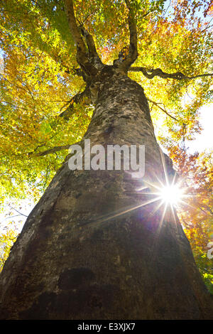 Blätter im Herbst Stockfoto