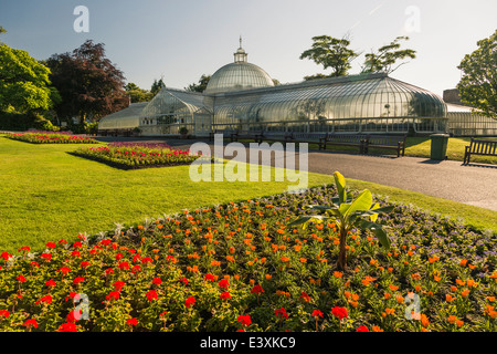 Kibble Palace, botanische Gärten, Glasgow, Schottland, UK Hintergrundbeleuchtung mit frühen Sommer Sonnenaufgang Stockfoto