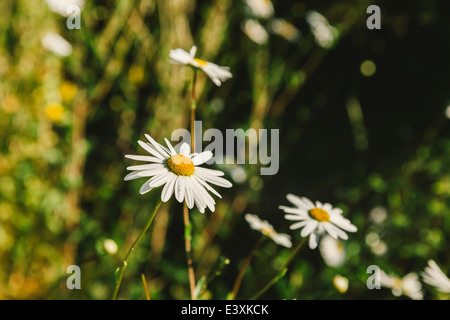 Shasta Daisy beleuchtet von der frühen Morgensonne (Leucanthemum) Stockfoto