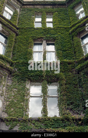 Efeu wächst an der Außenseite eines Hauses in Rothesay Terrace, Edinburgh New Town Stockfoto