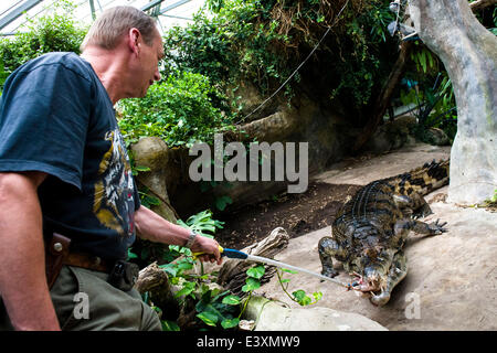 Falsche Gangesgavial sieht man während der Fütterung von Zoologen Pavel Moucha (im Bild) im Zoo in Dvur Kralove nad Labem, Tschechische Republik, 1. Juli 2014. (CTK Foto/David Tanecek) Stockfoto