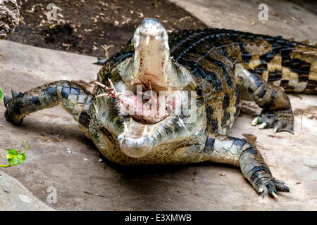 Falsche Gangesgavial sieht man während der Fütterung von Zoologen Pavel Moucha im Zoo in Dvur Kralove nad Labem, Tschechische Republik, 1. Juli 2014. (CTK Foto/David Tanecek) Stockfoto