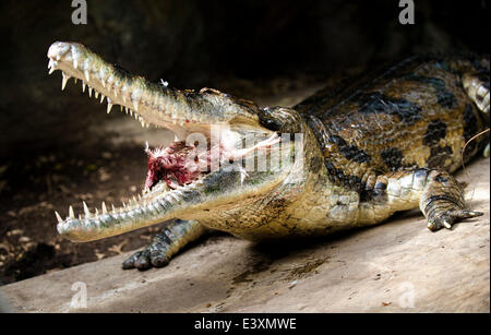 Falsche Gangesgavial sieht man während der Fütterung von Zoologen Pavel Moucha im Zoo in Dvur Kralove nad Labem, Tschechische Republik, 1. Juli 2014. (CTK Foto/David Tanecek) Stockfoto