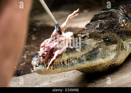 Falsche Gangesgavial sieht man während der Fütterung von Zoologen Pavel Moucha im Zoo in Dvur Kralove nad Labem, Tschechische Republik, 1. Juli 2014. (CTK Foto/David Tanecek) Stockfoto