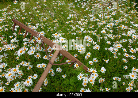 Ochsen-Auge Daises Leucanthemum Vulgare in traditionellen Mähwiese mit alten Rechen Stockfoto