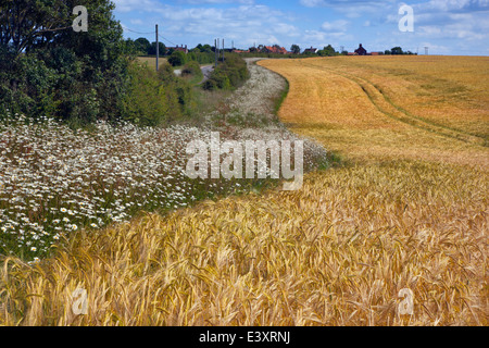 Ochsen-Auge Daises Leucanthemum Vulgare auf Ackerland Landzunge Ringstead Norfolk Stockfoto