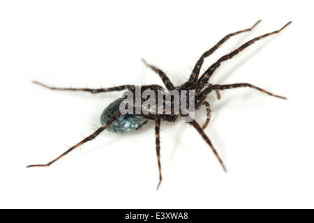 Weibliche Wolfsspinne, Familie Lycosidae, tragen ein Ei Sac. Möglicherweise eine Acantholycosa Lignaria Spinne. Stockfoto