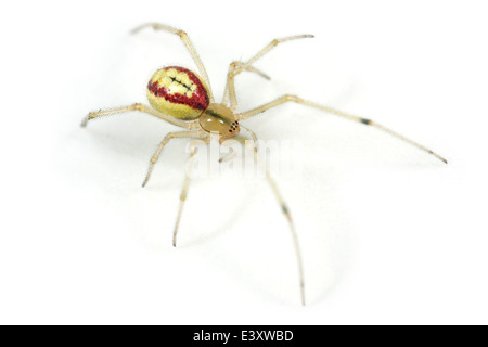 Weibliche Candystripe oder Polymorphic Spider (Enoplognatha Ovata), Teil der Familie Theridiidae, Cobweb Weber. Isoliert auf weiss Stockfoto