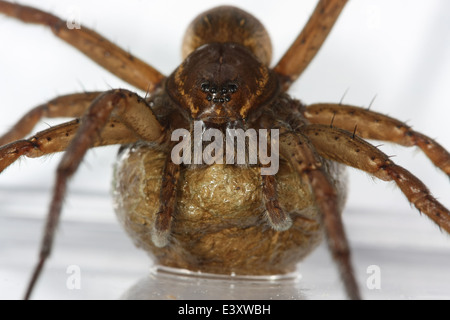 Weibliche Fen Floß Spinne (Dolomedes Plantarius) tragen ihre Ei-Sac, Teil der Familie Pisauridae - Baumschule Web Spider. Stockfoto