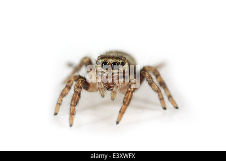 Weibliche Evarcha Falcata Spinne, Teil der Familie Salticidae - Springspinnen. Stockfoto