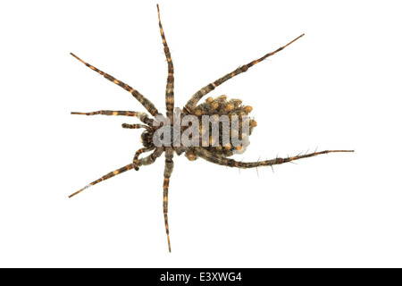 Pardosa Amentata (gefleckte Wolfspinne), Teil der Familie Lycosidae. Tragen die Jungspinnen. Von unten gesehen. Stockfoto