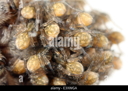 Pardosa Amentata (gefleckte Wolfspinne) auf der Rückseite ihrer Mutter, Teil der Familie Lycosidae - Wolf Spinnen Jungspinnen. Stockfoto