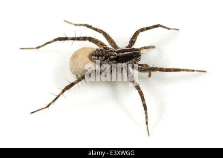 Weibliche Nadelstreifen Wolfspinne (Pardosa Monticola), Teil der Familie Lycosidae - Wolf Spinnen. Tragen ein Ei Sac. Stockfoto