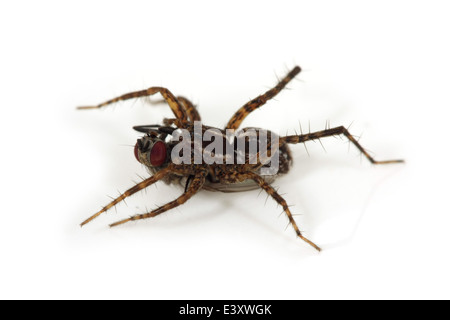 Weibliche Wolfspinne (Pardosa sp) hält seine Beute, eine Fliege. Teil der Familie Lycosidae - Wolf Spinnen. Isoliert auf weiss. Stockfoto