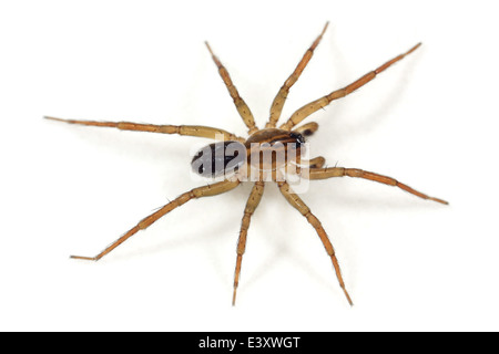 Männlichen Piraten Otter-Spider (Pirata Piraticus), Teil der Familie Lycosidae - Wolf Spinnen. Isoliert auf weißem Hintergrund. Stockfoto