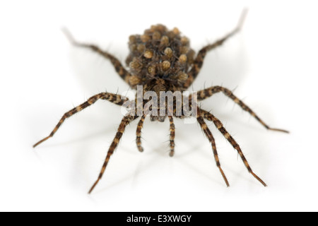 Pardosa Amentata (gefleckte Wolfspinne), Teil der Familie Lycosidae. Tragen die Jungspinnen. Isoliert auf weißem Hintergrund. Stockfoto