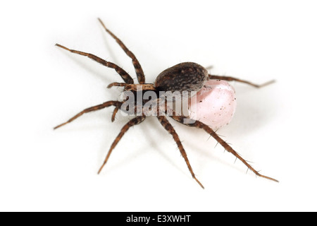 Vielleicht eine weibliche Burnt-Wolfspinne (Xerolycosa Nemoralis), Teil der Familie Lycosidae - Wolf Spinnen. Tragen ein Ei Sac. Stockfoto