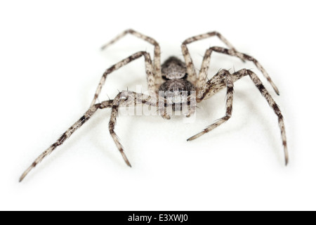 Flechten Running-Spider (Philodromus Margaritatus), Teil der Familie Philodromidae - Running Krabben Spinnen. Stockfoto