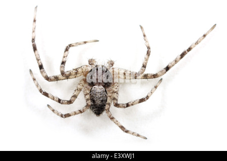 Flechten Running-Spider (Philodromus Margaritatus), Teil der Familie Philodromidae - Running Krabben Spinnen. Stockfoto