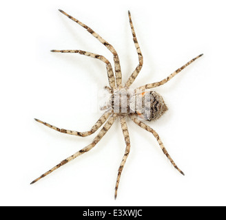 Flechten Running-Spider (Philodromus Margaritatus), Teil der Familie Philodromidae - Running Krabben Spinnen. Stockfoto