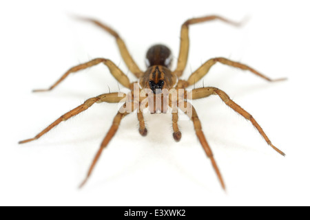 Männlichen Piraten Otter-Spider (Pirata Piraticus), Teil der Familie Lycosidae - Wolf Spinnen. Isoliert auf weißem Hintergrund. Stockfoto