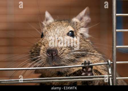 süße Degu Haustier in offenen Käfig closeup Stockfoto