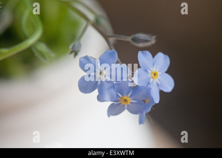 drei Vergissmeinnicht kleine blaue Blumen closeup Stockfoto