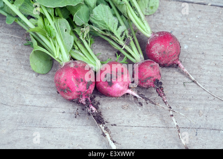 vier rote Radieschen Closeup auf Holzbrettern Hintergrund Stockfoto