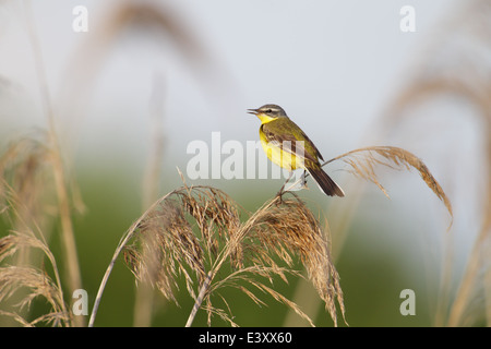 Schafstelze (Motacilla Flava) Stockfoto