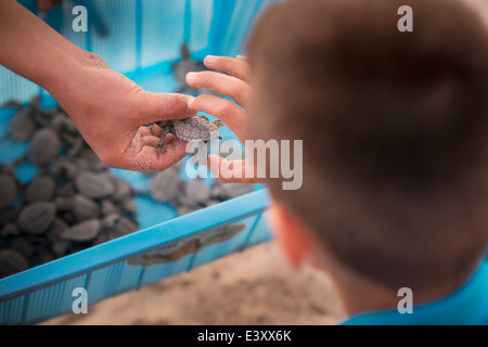 Gemischte Rassen junge kleine Schildkröte zu prüfen Stockfoto