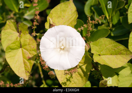Feld Ackerwinde Morning Glory Convolvulus arvensis Stockfoto