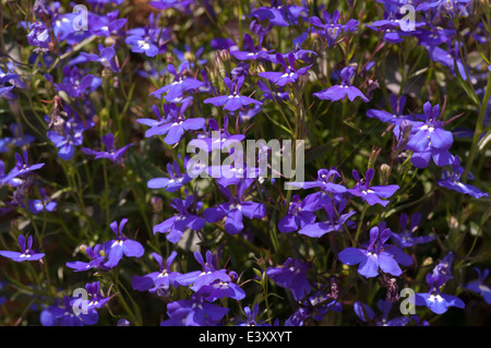 Blaue nachgestellte Lobelia Stockfoto