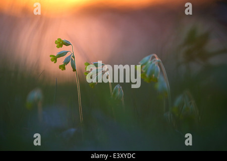 Wilden Schlüsselblumen (Primula Veris) bei Sonnenuntergang Stockfoto