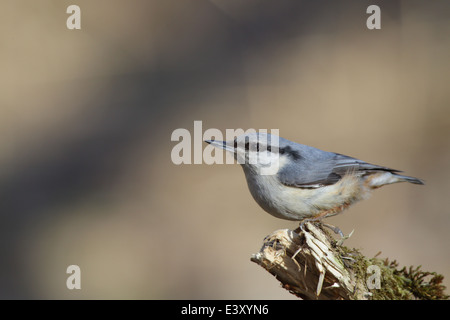 Kleiber (Sitta Europaea), Europa Stockfoto