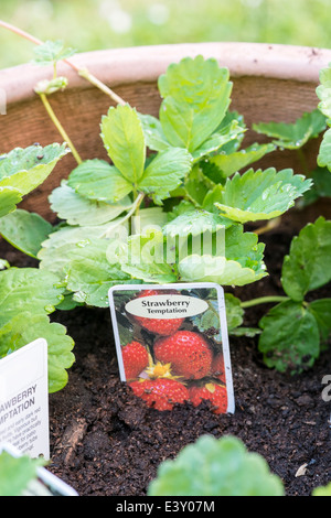 Young Strawberry Pflanzen und Label in Terrakotta-Topf gepflanzt Stockfoto