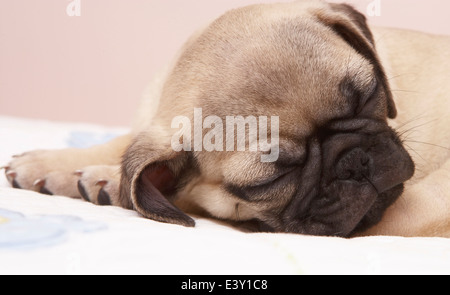 Nahaufnahme der Hund schläft auf Bett Stockfoto