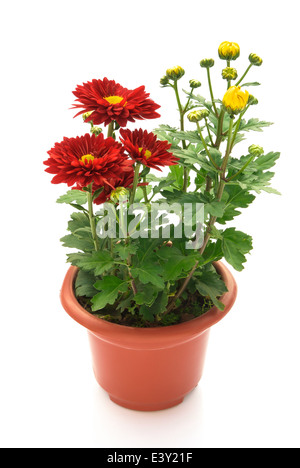 Chrysanthemen im Topf Stockfoto