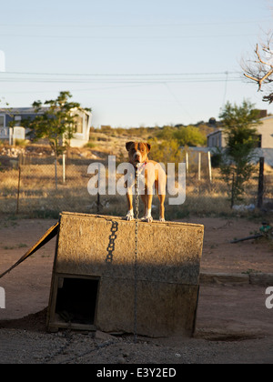 Verkettete Pitbull auf Hundehütte im Schmutz viel Stockfoto