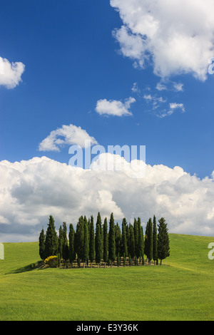 Kreis von Zypressen in der Nähe von Torrenieri im Herzen der Toskana, Italien Stockfoto