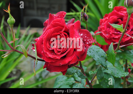 Rote Rosen nach dem Regen Blumen Hintergrund. Stockfoto