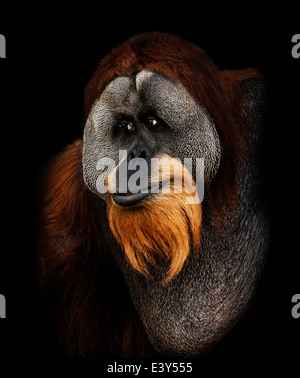 Orang-Utan-Portrait auf schwarzem Hintergrund Stockfoto