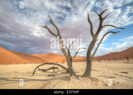 Eine große alte und abgestorbene Akazie im Vordergrund von Deadvlei, Sossusvlei mit roten Dünen im Hintergrund. Namib-Naukluft park Stockfoto